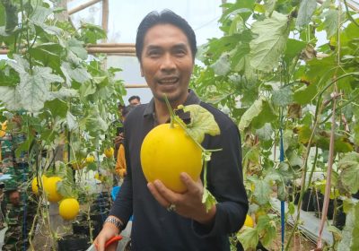 Bupati Madiun Panen Melon Varietas Kinanti Budidaya Dinas Pertanian Kabupaten Madiun